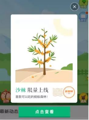 螞蟻森林新樹種沙棘兩天領(lǐng)光！沙棘的功能已經(jīng)被大眾所接受！