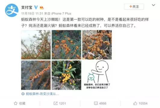 螞蟻森林新樹種沙棘兩天領(lǐng)光！沙棘的功能已經(jīng)被大眾所接受！